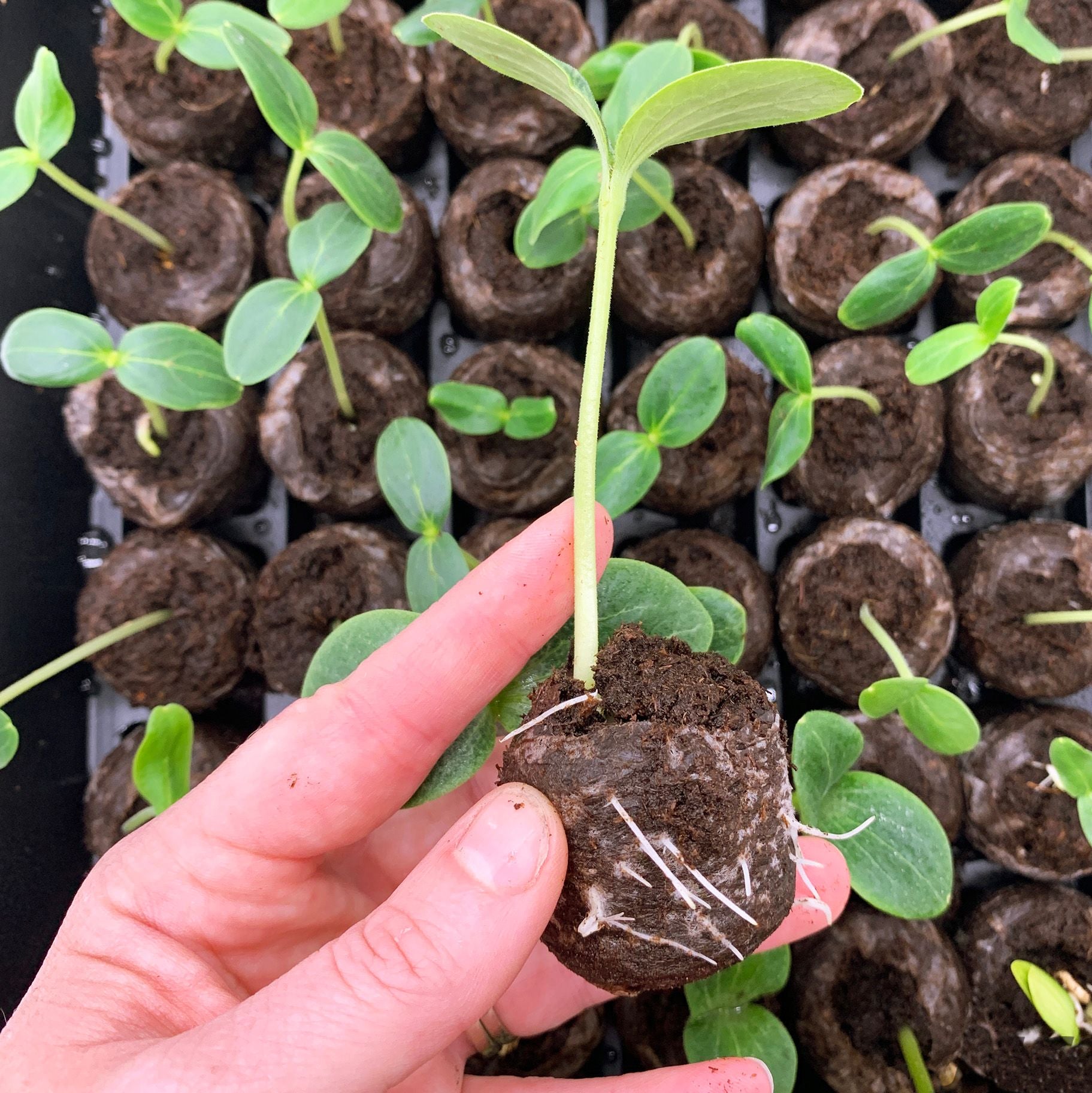 Jiffy peat pellet with other pellets in tray